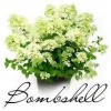 hydrangea bombshell